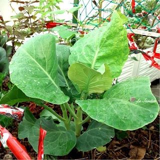 ĐẤT TRỒNG RAU NAMIX