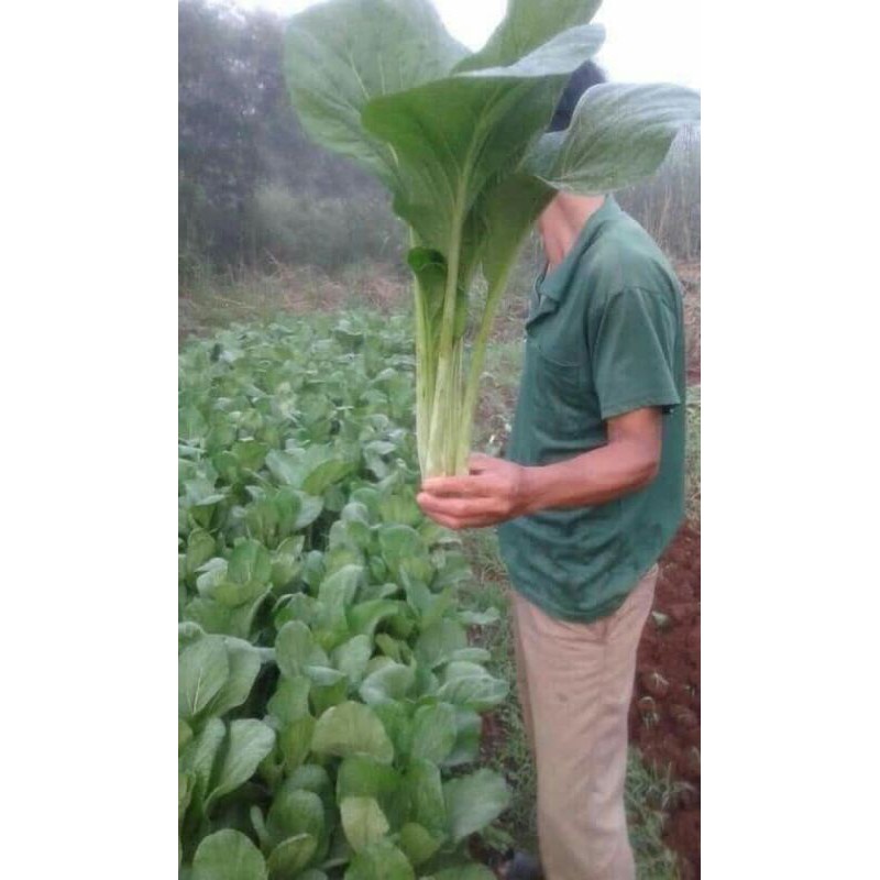 hạt giống cải ngọt khổng lồ 10gr