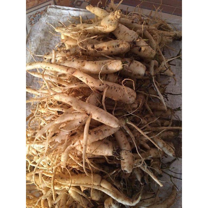 Đẳng sâm Tây Bắc