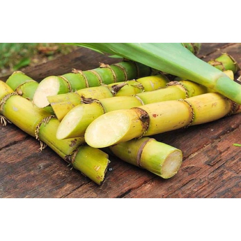 Mía tây giống 3 đoạn