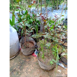 cây giống tường vi