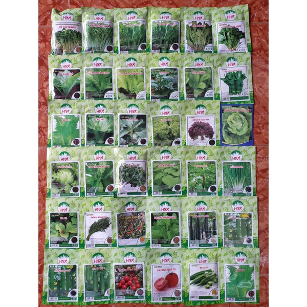 Hạt giống rau củ quả rau mầm dễ trồng, nhanh thu hoạch, năng suất cao, tỉ lệ nảy mầm >95%, sạch sâu bệnh