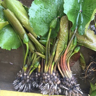 (SIÊU NỤ) 4 cây hoa súng  nụ đẹp