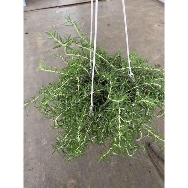 Chậu treo Hương thảo rũ