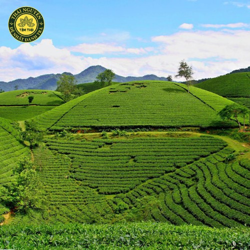 Trà Đinh Cao Cấp 600g( 6 gói 100g) Trà Thái Nguyên Trà Tâm Thái 999 Trà Đinh Tân Cương Cao Cấp 600g