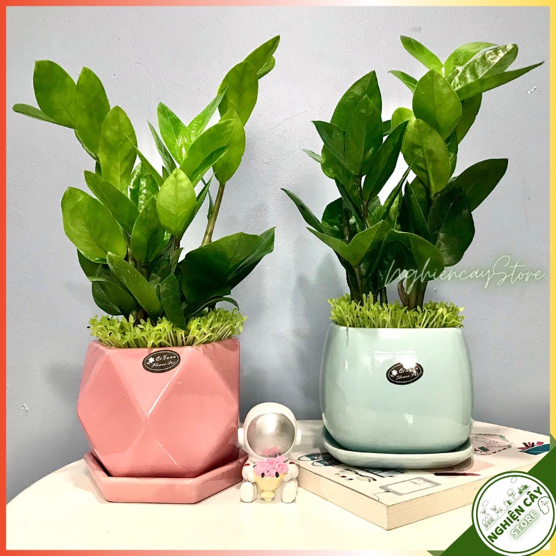 Cây kim tiền chậu men lạnh gắn đĩa để bàn làm việc, quầy thu ngân, làm quà tặng may mắn hút tài lộc