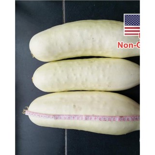 Hạt Giống Dưa Chuột - Chịu Nhiệt Puneri (Cucumis sativus)