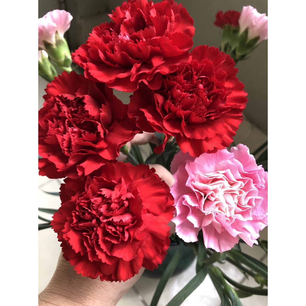 100h Hạt Giống Hoa Cẩm Chướng Kép Mix - TaNe Garden