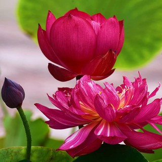 Hạt giống sen bách diệp hoa màu đỏ - 5 hạt