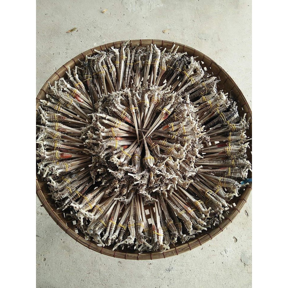 Combo Cá Ngựa Ngâm Bình 1,5 lít