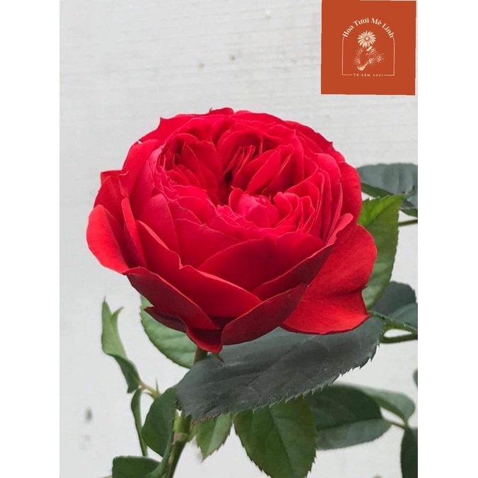 Hoa hồng ngoại Red Apple rose cây nguyên bản  đẹp hoàn mĩ,sai hoa và cực lâu tàn -HoaTuoiMeLinh