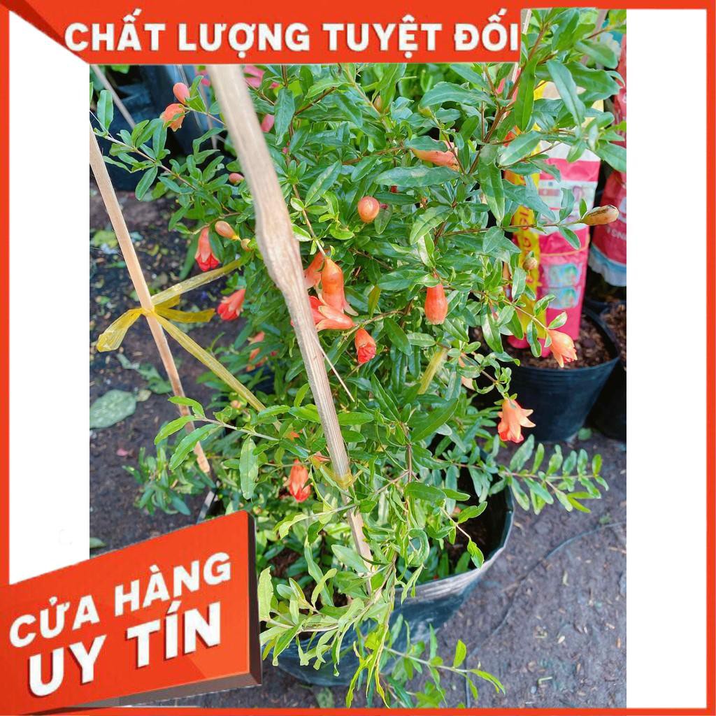 Cây Lựu Size Lớn Nhiều Người Mua