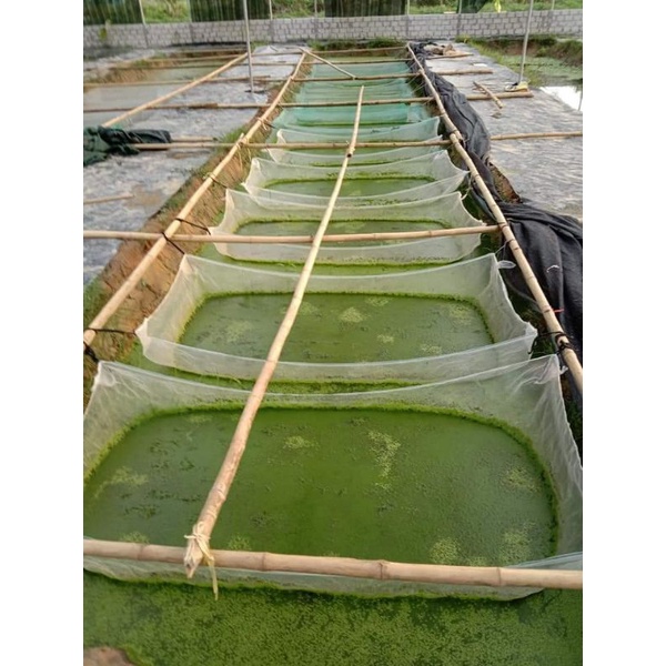 Tráng vèo lưới ươm ốc nhồi mới nở - 2x1x1