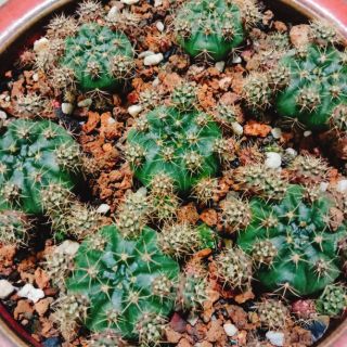 Xương rồng damsi