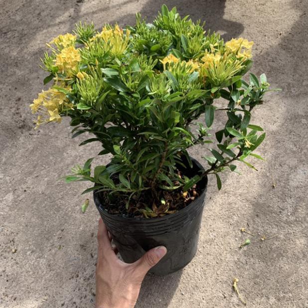 (HOT) Cây hoa mẫu đơn vàng lùn bán kính 30cm, thích hợp trồng trang trí sân vườn