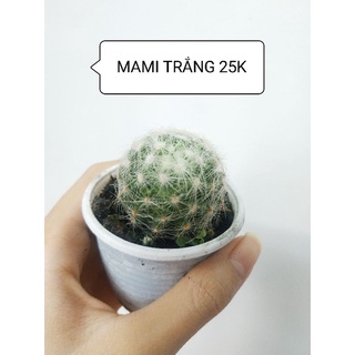 Xương rồng mami trắng, bông gòn, bồ công anh