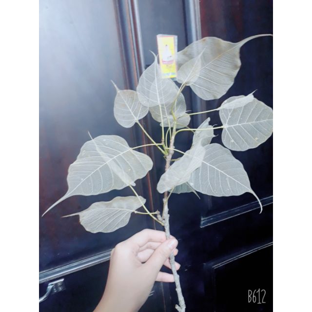 Nhánh xương lá bồ đề size A