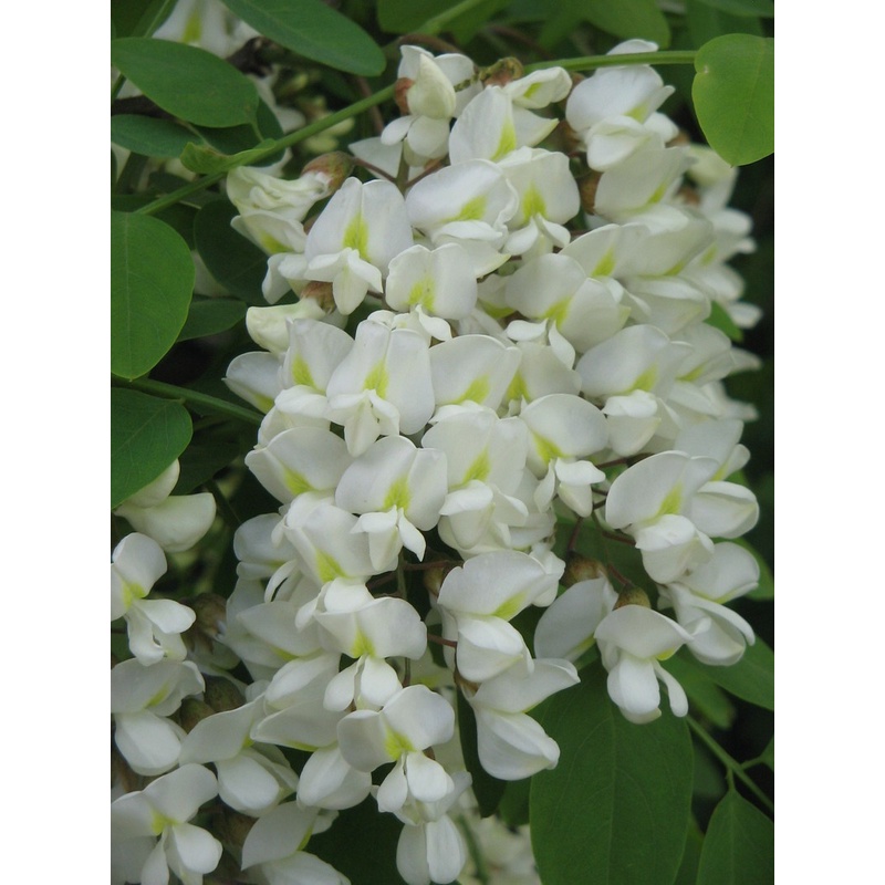 COMBO 2 CÂY GIỐNG CÂY HOA HÒE ,