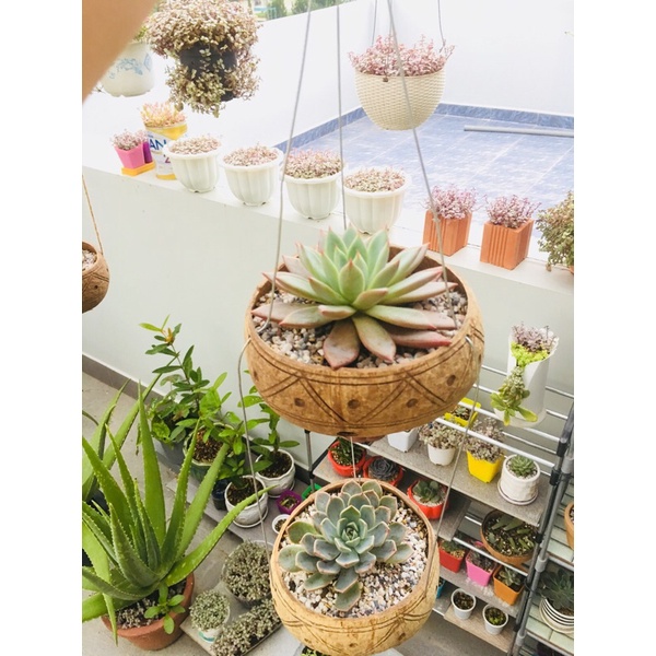 Combo 5 gáo dừa treo hoa văn viền trồng lan cây cảnh...