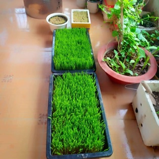 Cỏ lúa mỳ non