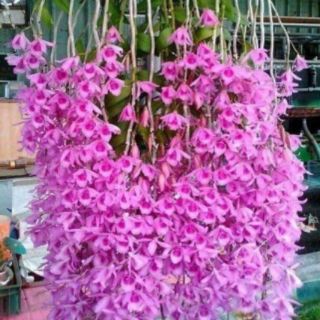 Phi Điệp ( Giã Hạc ) Hồng Xước cây ki 52 ( 2-3 cây/chậu)