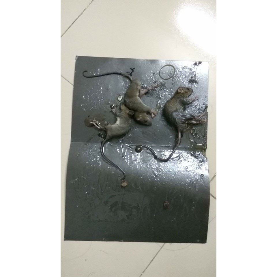  Keo dính chuột Đại Lộc