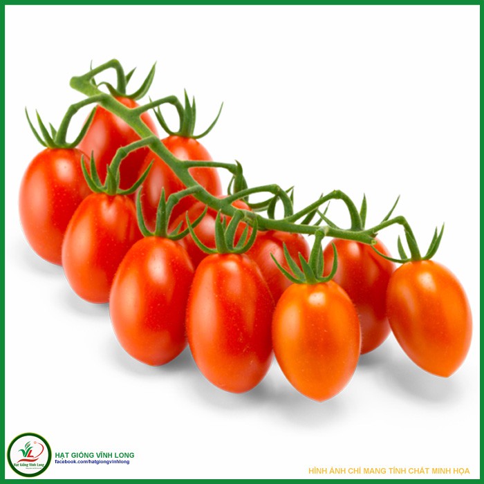 Hạt giống Cà chua Cherry F1 - Nữ Hoàng TN 84 - 20 hạt