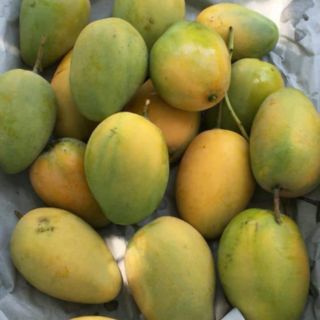 BÁNH XOÀI NHA TRANG
