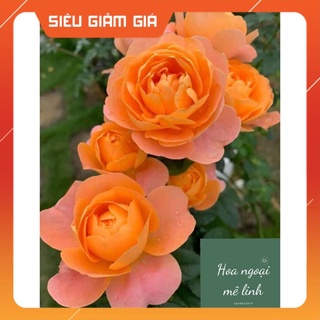 Hoa Hồng Tezza Cam Cá Hồi  giống hồng mini siêu hot sai hoa bền bỉ-Hoangoaimelinh Gía Rẻ Gía Rẻ
