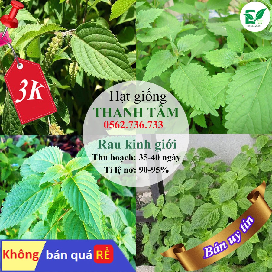 [ Deal 3K ] - 200 hạt giống Rau Kinh giới ( Hạt giống Thanh Tâm )