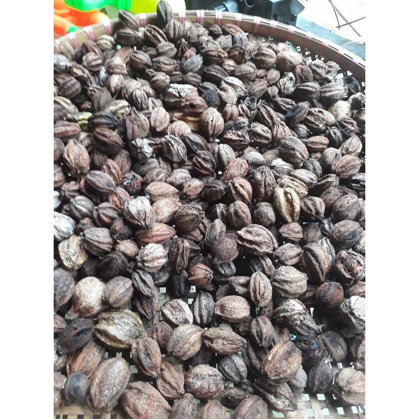 500 gram hạt giống lộc vừng hoa đỏ