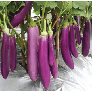 Hạt giống cà tím dài . Tặng gói hạt giống ngẫu nhiên