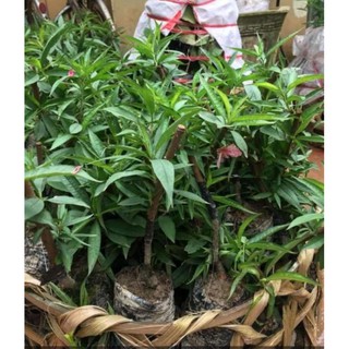 combo 5 cây giống đào phai
