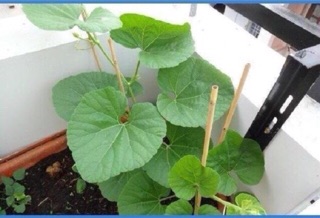 Hạt giống Bầu Hồ Lô Cao sản F1 🌱