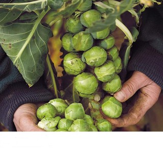 Hạt Giống Bắp Cải Baby (Bắp Cải Tí Hon) 1gr