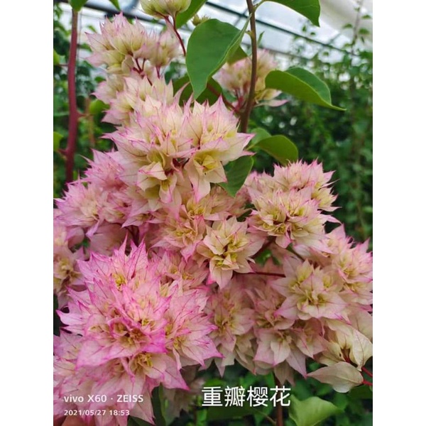Hoa giấy Phớt hồng kép Cherry Blossom Bougainvillea
