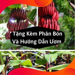 Combo 2 Gói Hạt Giống Cây Chuối Đỏ