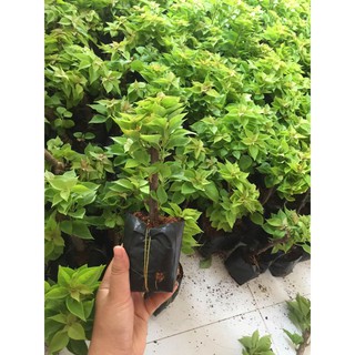 Chậu cây hoa giấy mỹ giống ( cao 15-30cm )