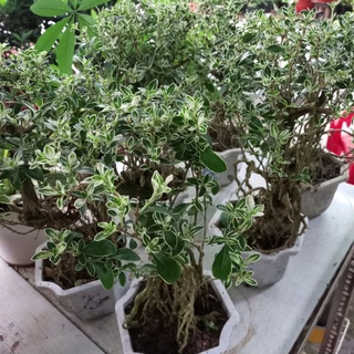 Chậu Bạch tuyết mai