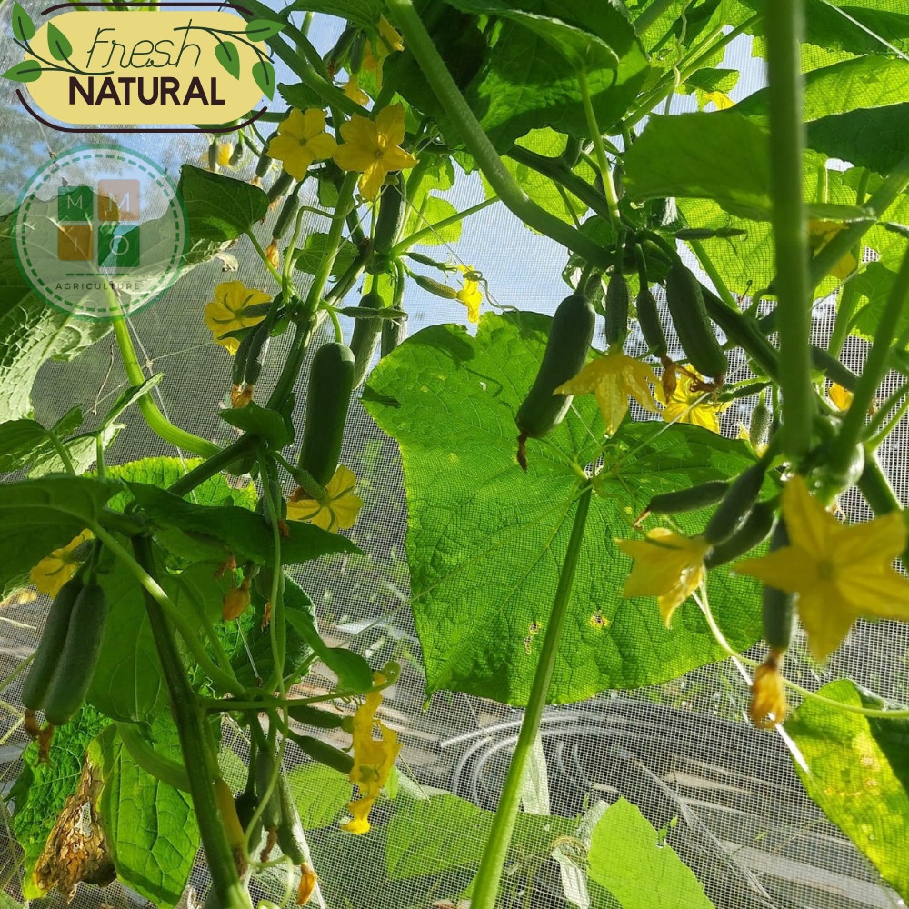 Hạt giống dưa chuột chùm, dưa leo Baby siêu trái - F1 tự thụ phấn