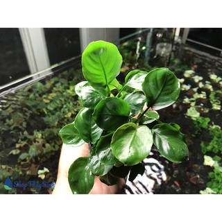Trầu bà tròn dòng cây thủy sinh không cần co2