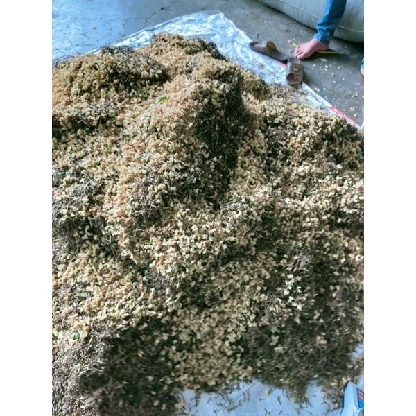 Trà sơn mật hồng sâm sapa 1 kg nhiều hoa nhài cỏ ngọt