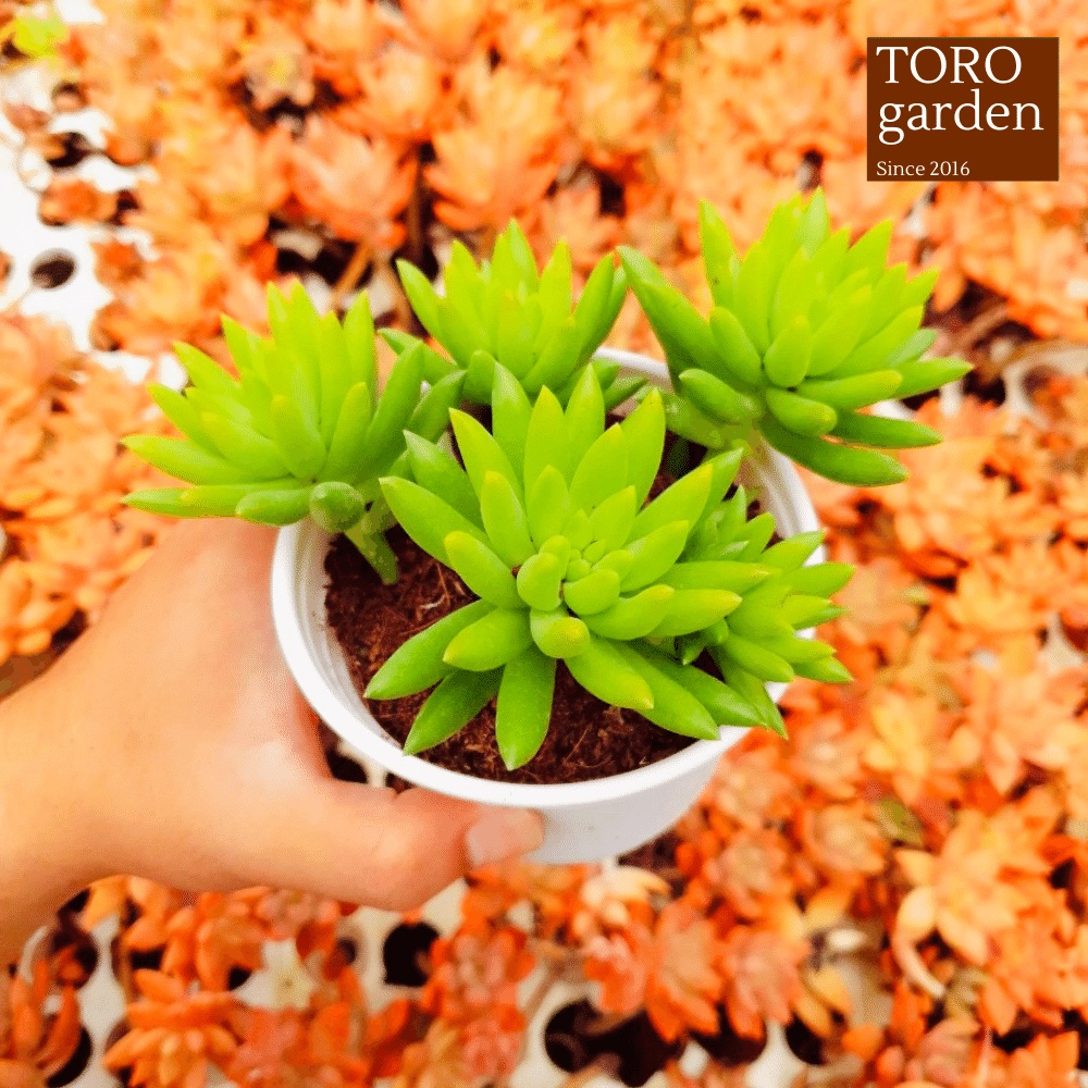 Sen đá chuỗi ngọc đứng Đà Lạt size trung bình cây cảnh trang trí nhà cửa Toro garden