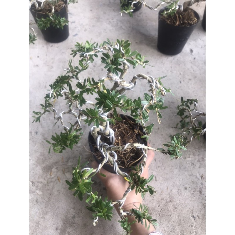 Caykiengsadec - cây linh sam mini uốn sẵn+ tặng phân bón