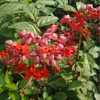 Cây ngọc nữ đỏ
