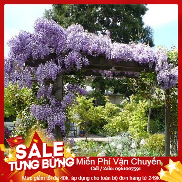 Hạt Giống Hoa Tử Đằng - 03 Hạt