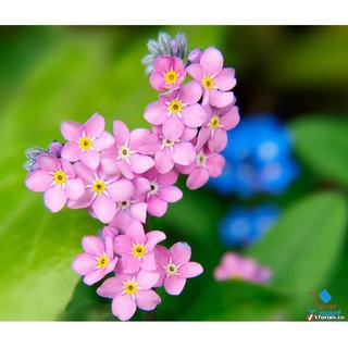 Gói 50 hạt giống hoa lưu ly hồng luckyseed hạt siêu rẻ