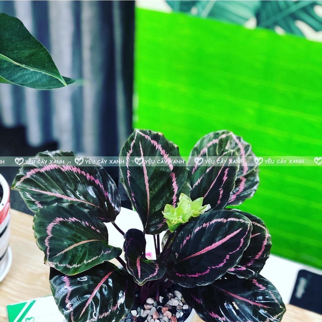 Cây Đuôi Công Tím lá tròn để bàn kèm chậu