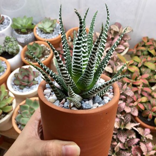 Cây Sen đá móng rồng🌵FREESHIP🔥Hư 1 đổi 1🌟  size bầu nhỏ 6cm