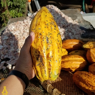 Cacao nguyên chất DakLak 500gr